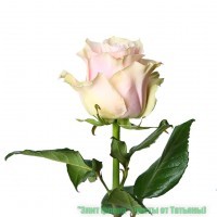  Pink mondial -      ., . ,. 
